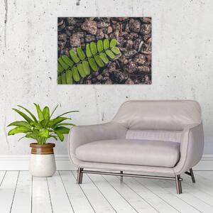 Obraz zelené rostliny (70x50 cm)