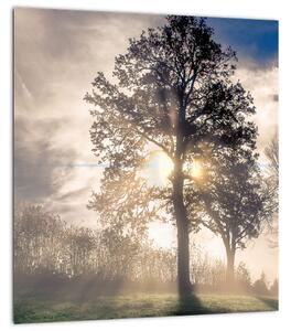 Obraz stromu v mlze (30x30 cm)