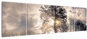 Obraz stromu v mlze (170x50 cm)