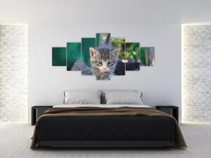 Obraz koťátka (210x100 cm)