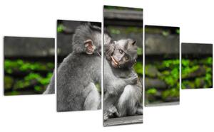 Obraz - opičky (125x70 cm)