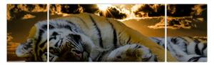 Obraz spícího tygra (170x50 cm)