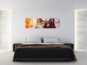 Obraz černé kočky (170x50 cm)