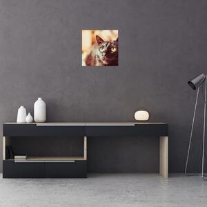 Obraz černé kočky (30x30 cm)