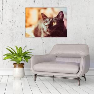 Obraz černé kočky (70x50 cm)