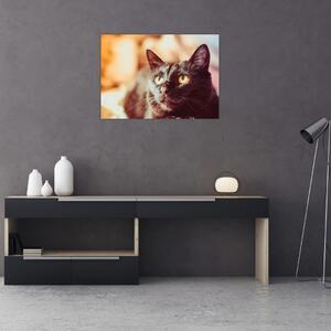 Obraz černé kočky (70x50 cm)