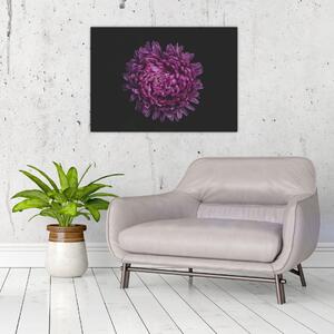Obraz fialové květiny (70x50 cm)