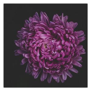 Obraz fialové květiny (30x30 cm)