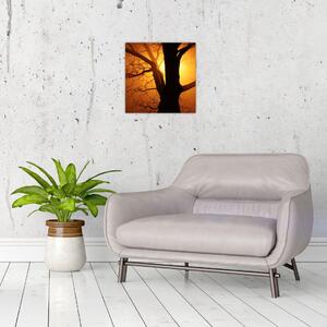 Obraz stromu v západu slunce (30x30 cm)