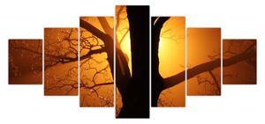 Obraz stromu v západu slunce (210x100 cm)