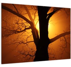 Obraz stromu v západu slunce (70x50 cm)