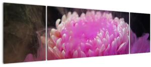 Obraz květiny v růžovém dýmu (170x50 cm)