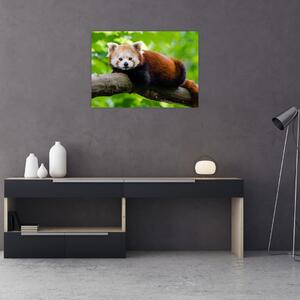 Obraz pandy červené (70x50 cm)