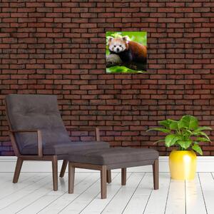 Obraz pandy červené (30x30 cm)