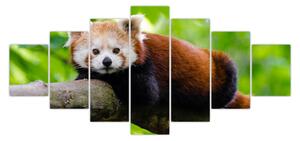 Obraz pandy červené (210x100 cm)