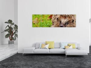 Obraz ježka (170x50 cm)