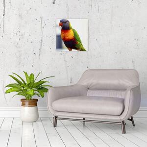 Obraz papouška (30x30 cm)
