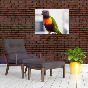Obraz papouška (70x50 cm)