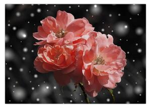 Obraz růžové květiny (70x50 cm)