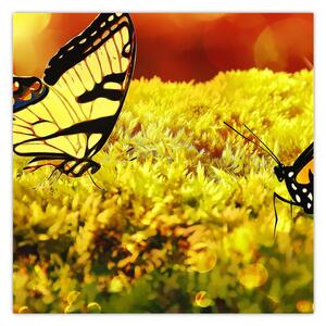 Obraz motýlů (30x30 cm)
