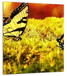 Obraz motýlů (30x30 cm)