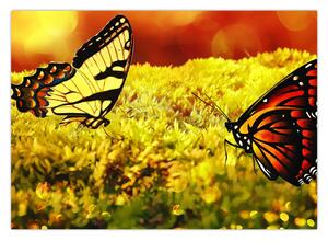 Obraz motýlů (70x50 cm)
