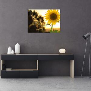 Obraz slunečnice (70x50 cm)