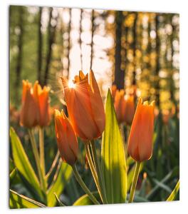 Obraz - oranžové tulipány (30x30 cm)