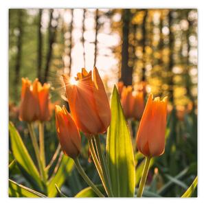 Obraz - oranžové tulipány (30x30 cm)