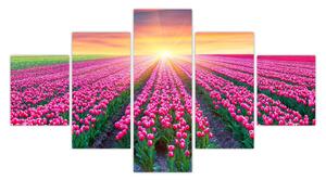 Obraz pole tulipánů se sluncem (125x70 cm)