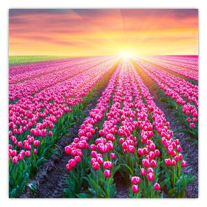 Obraz pole tulipánů se sluncem (30x30 cm)