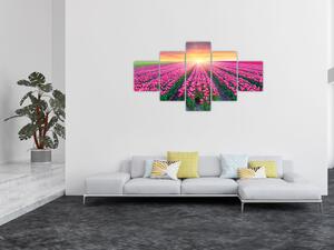 Obraz pole tulipánů se sluncem (125x70 cm)