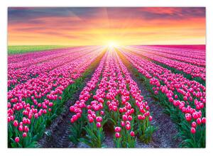 Obraz pole tulipánů se sluncem (70x50 cm)