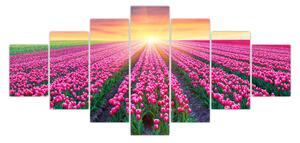 Obraz pole tulipánů se sluncem (210x100 cm)
