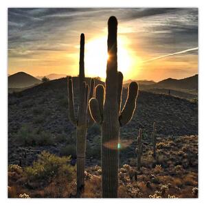 Obraz - kaktusy ve slunci (30x30 cm)