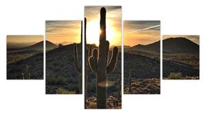 Obraz - kaktusy ve slunci (125x70 cm)