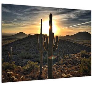 Obraz - kaktusy ve slunci (70x50 cm)