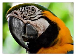 Obraz papouška (70x50 cm)