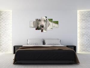 Obraz - štěně výmarský ohař (125x70 cm)
