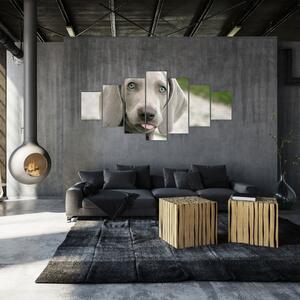Obraz - štěně výmarský ohař (210x100 cm)