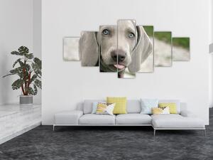 Obraz - štěně výmarský ohař (210x100 cm)