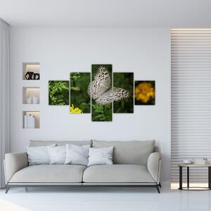 Obraz - bílý motýl (125x70 cm)