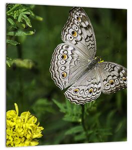 Obraz - bílý motýl (30x30 cm)