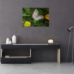 Obraz - bílý motýl (70x50 cm)