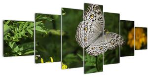 Obraz - bílý motýl (210x100 cm)