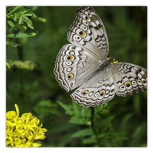Obraz - bílý motýl (30x30 cm)