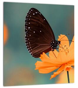 Obraz - motýl na oranžové květině (30x30 cm)