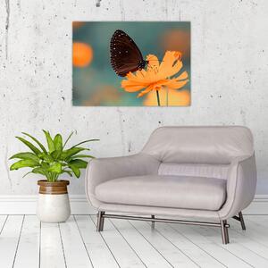 Obraz - motýl na oranžové květině (70x50 cm)