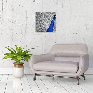 Obraz - modrý páv (30x30 cm)