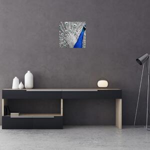 Obraz - modrý páv (30x30 cm)
